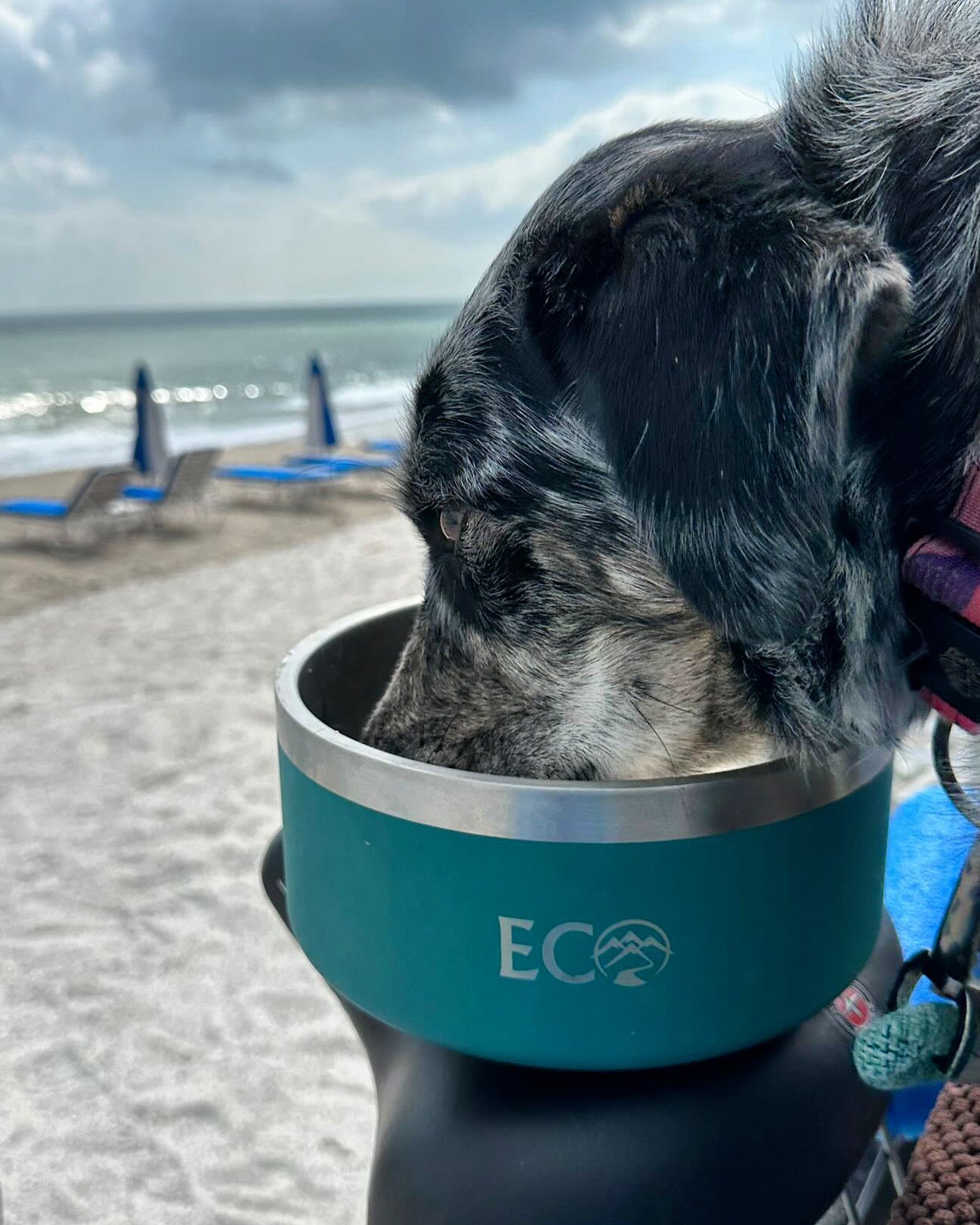 Pet Bowl 42oz – ECO Outfitters USA - Main Image